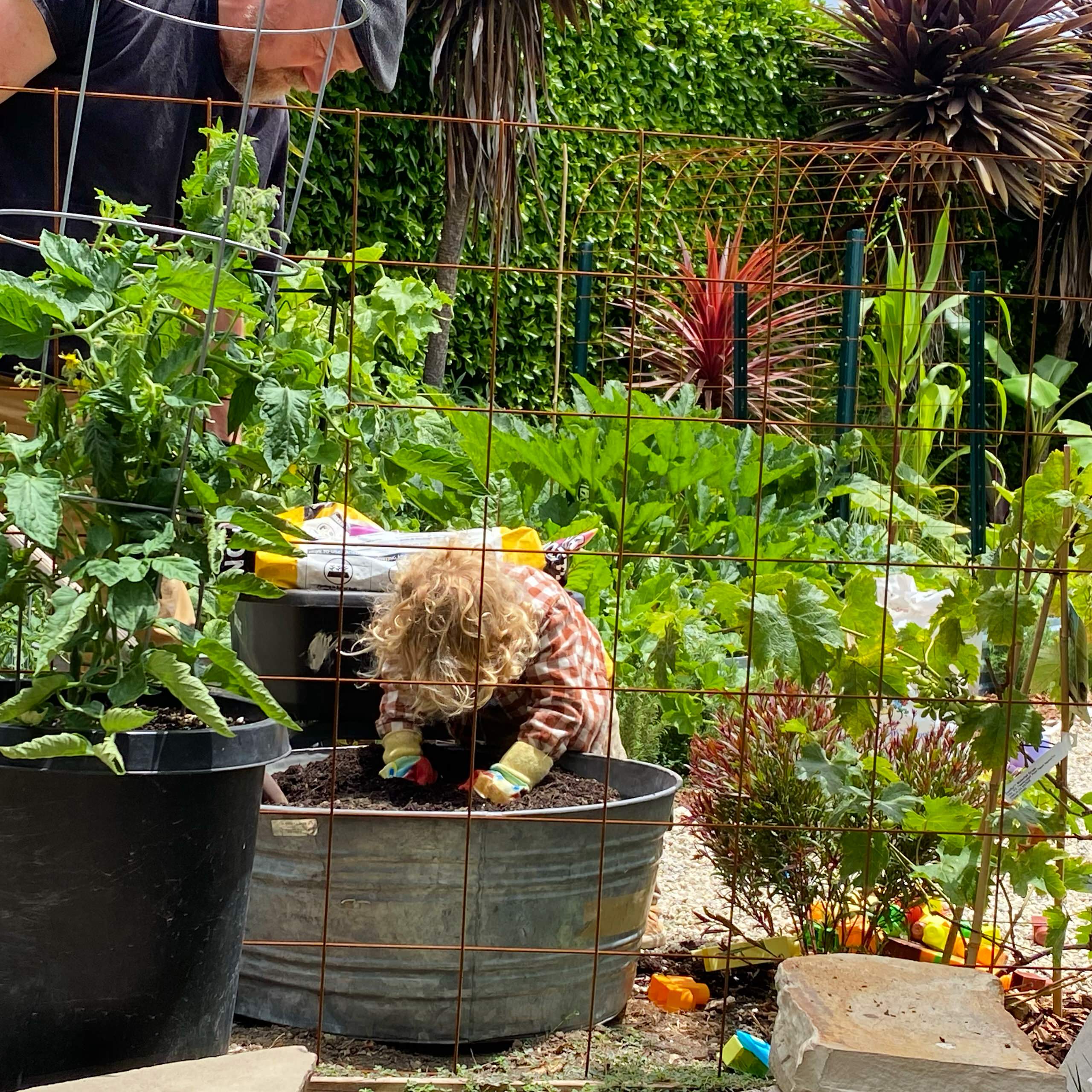 San Pedro, CA - Rustic Kitchen Garden