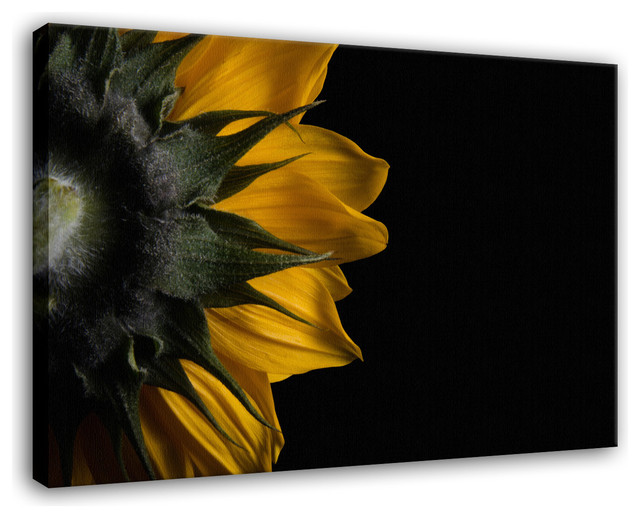 Backside of Sunflower Floral Nature Photo Canvas Wall Art Print, 18" X 24"