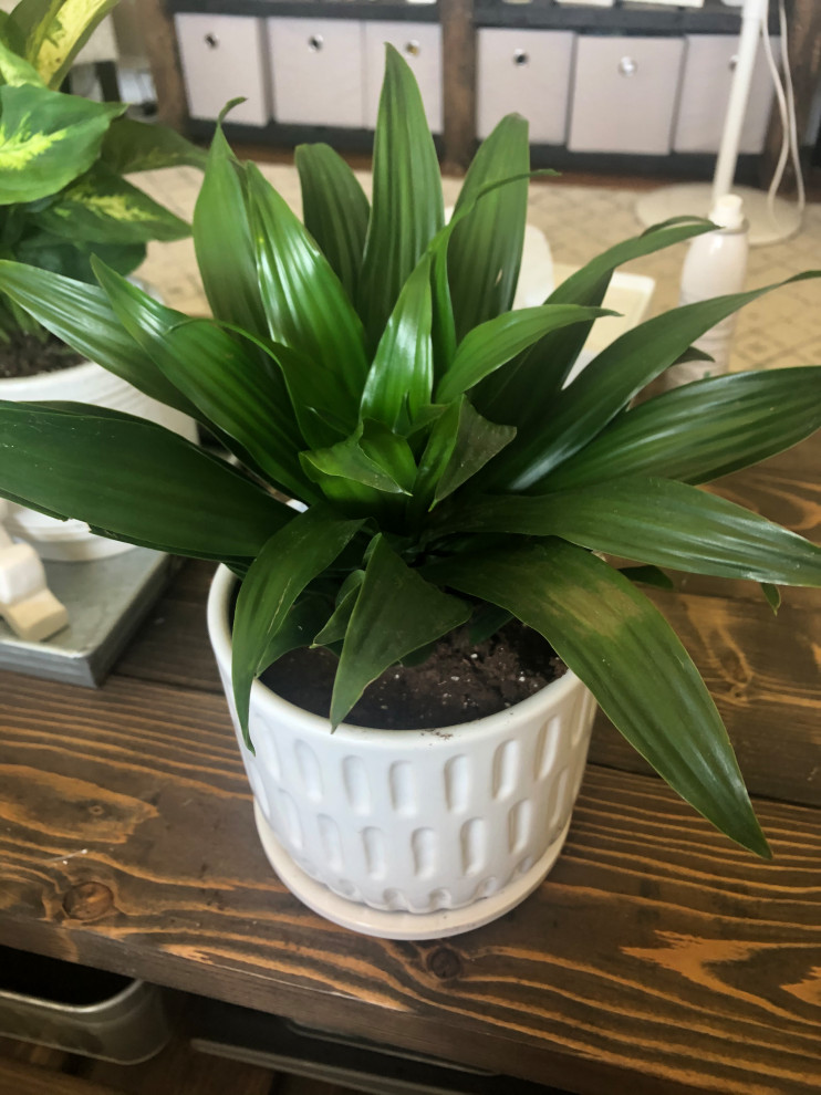 What kind of plant do I have?