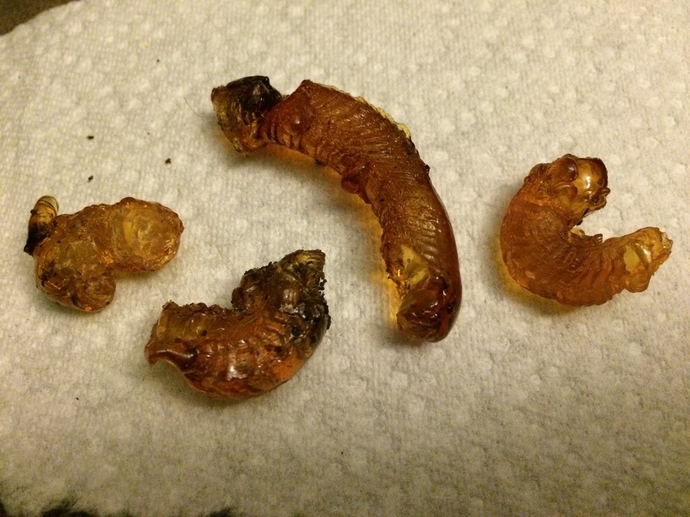 Uses for hardened tree resin?