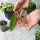 Leaf Connect