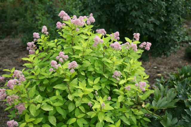 Marie Gold New Jersey Tea Ceanothus Eclectic Landscape