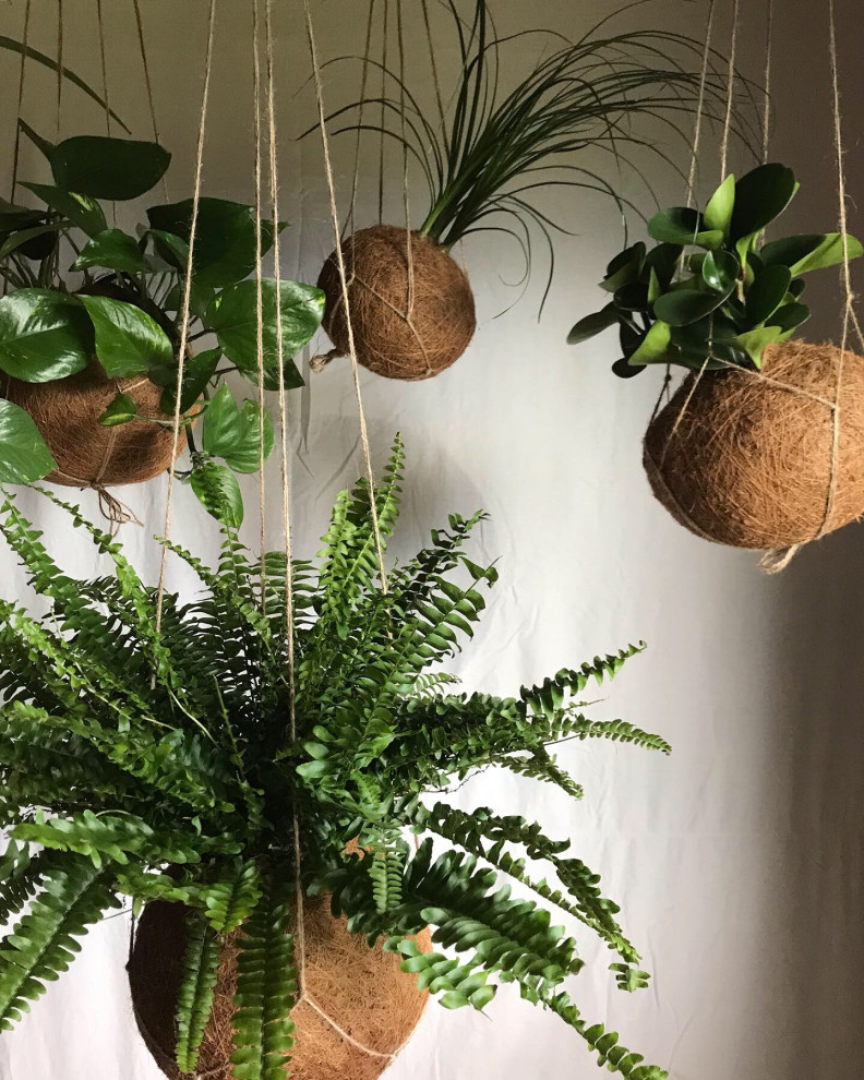 Кокедамы в интерьере