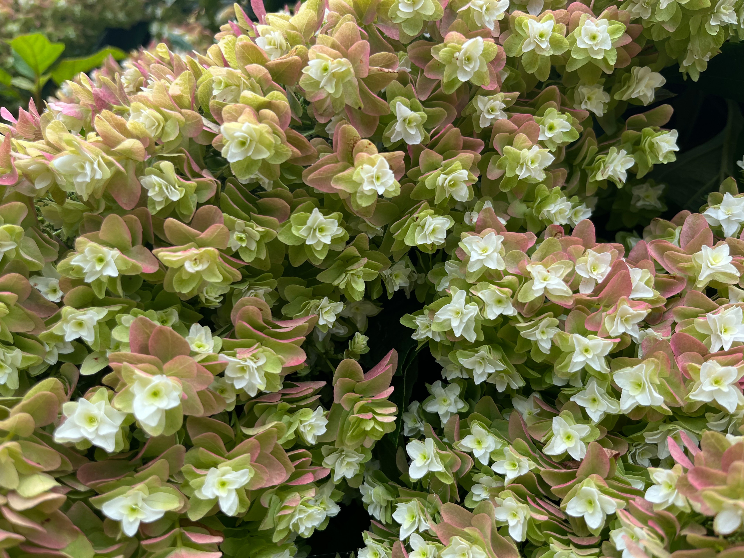 In Bloom