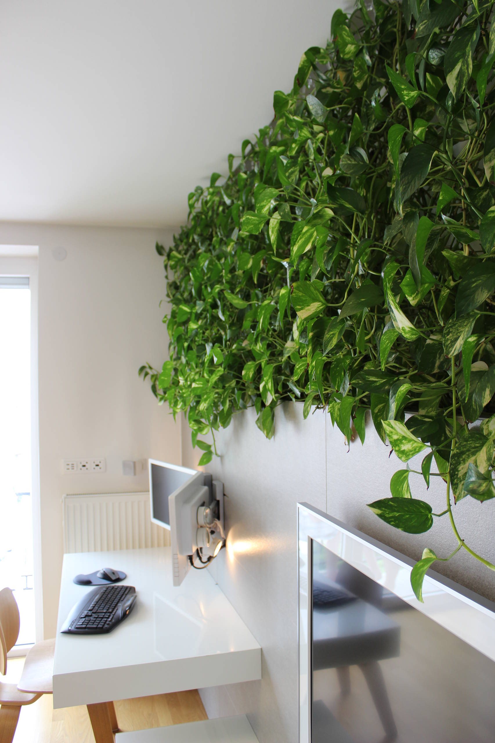 8 Indoor Plants That Will Help Keep Your Home Cool | Houzz AU