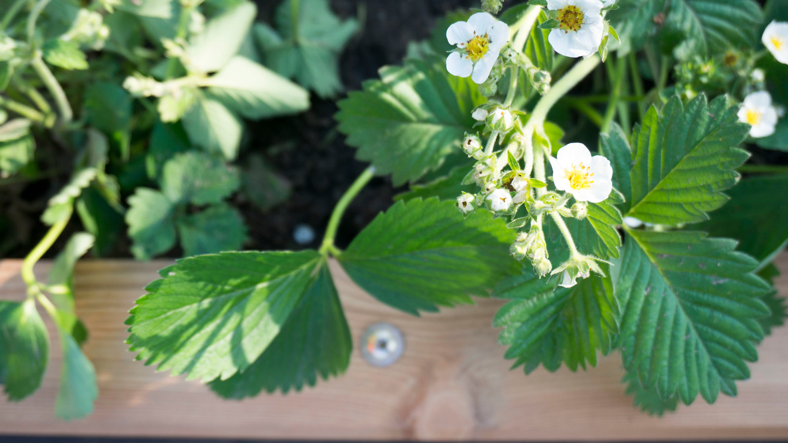 Грядки из лиственницы