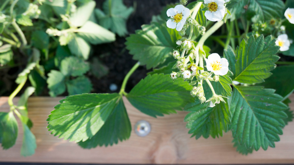 Грядки из лиственницы