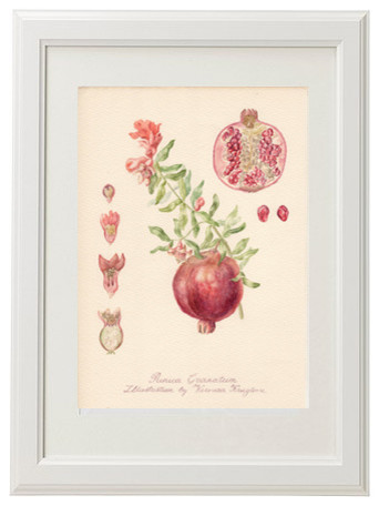 Ботаническая иллюстрация: Гранат.