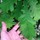 Last commented by Quercus_peanuts