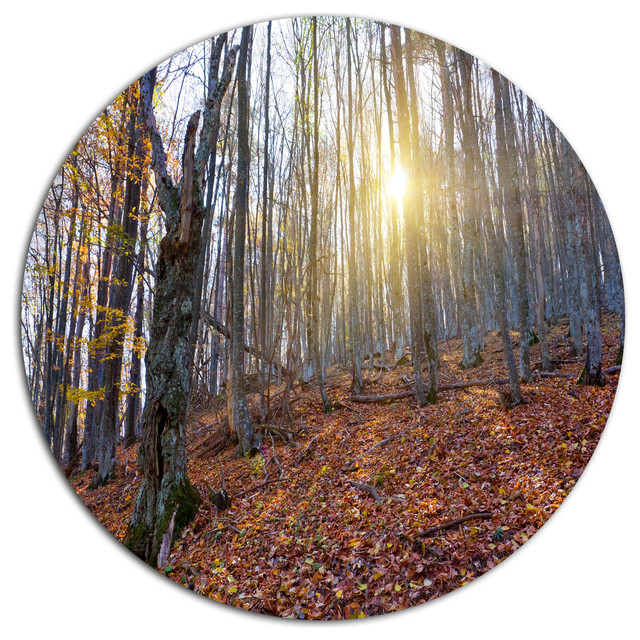 Setting Sun In Dense Fall Forest, Forest Disc Metal Wall Art, Disc of ...