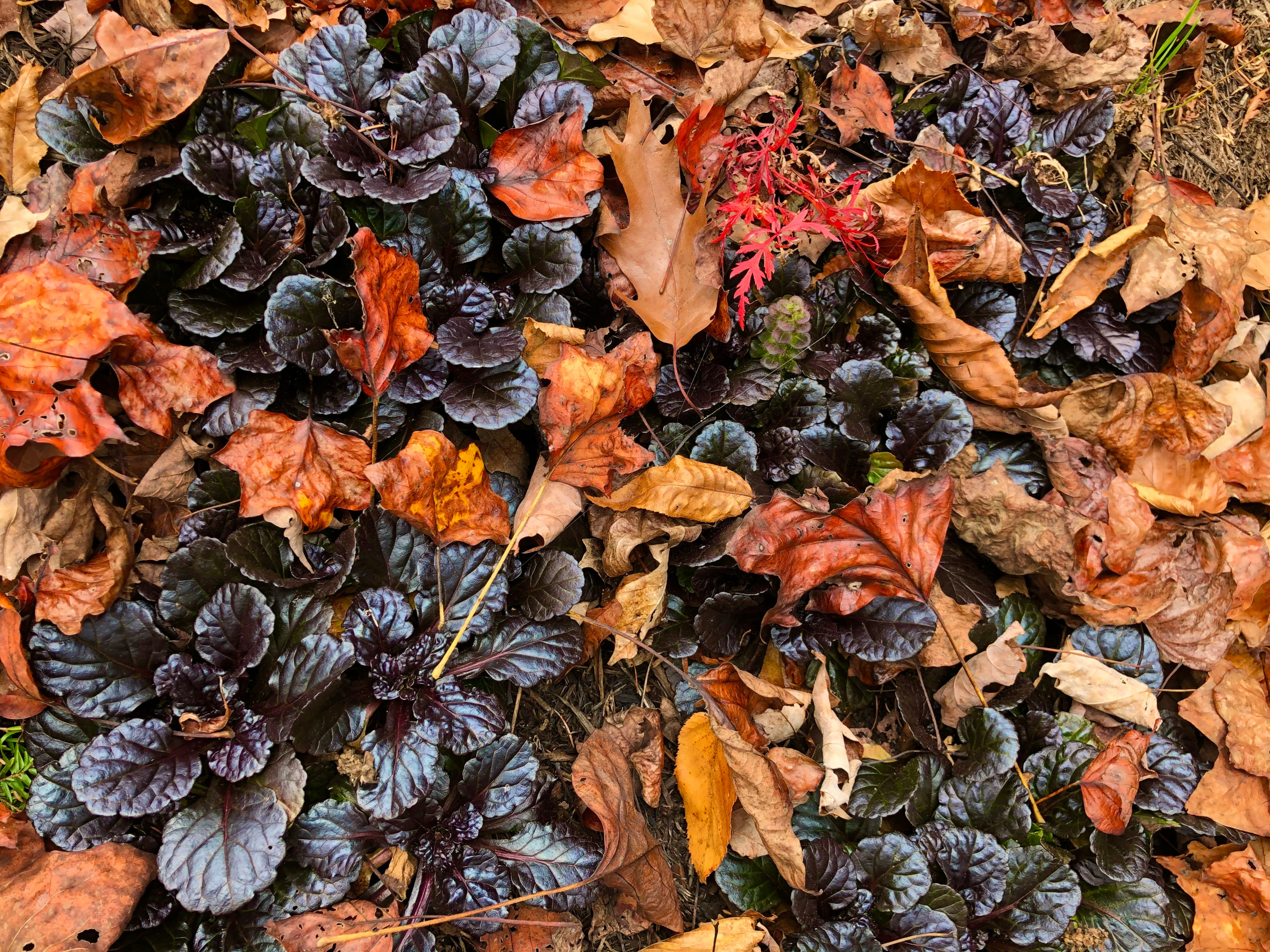 'Black Scallop' ajuga meets fallen leaves