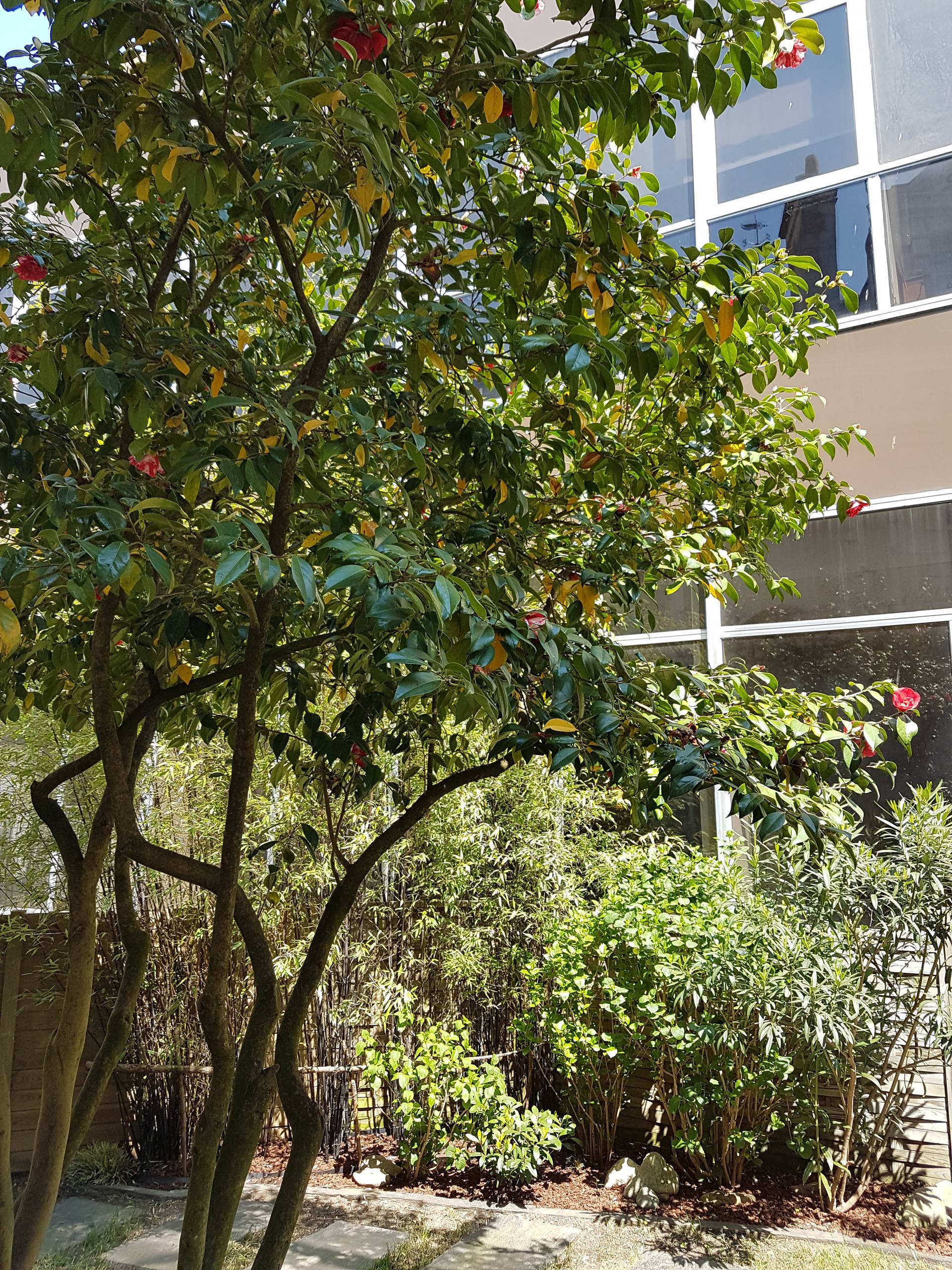 springhetti custom outdoor living on 75 Beautiful Privacy Stone Landscaping Pictures Ideas August 2020 Houzz