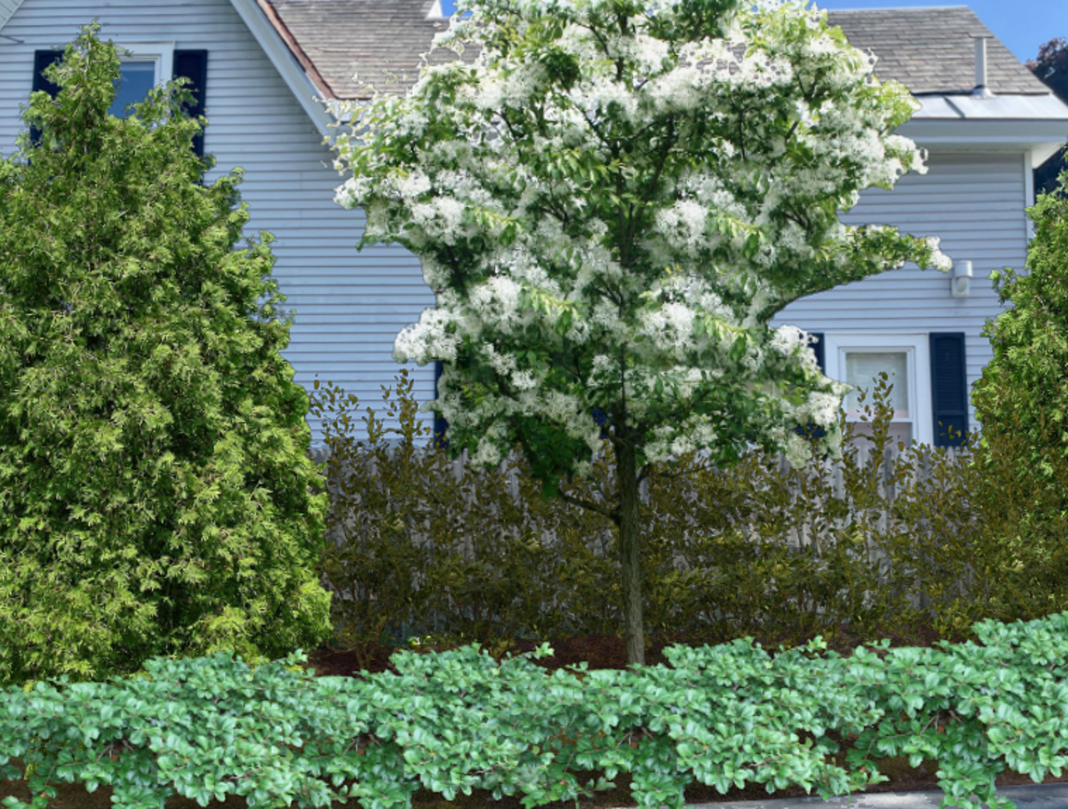 Foundation Plantings