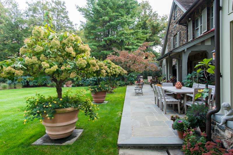 Hydrangea Standards in large pots with cascading lemon lantana. We placed flagstone pavers under the pots for stability and not to kill the grass. Photo taken in the fall.