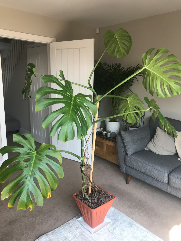 How to I encourage new leaves on my Monstera? | Houzz Forum