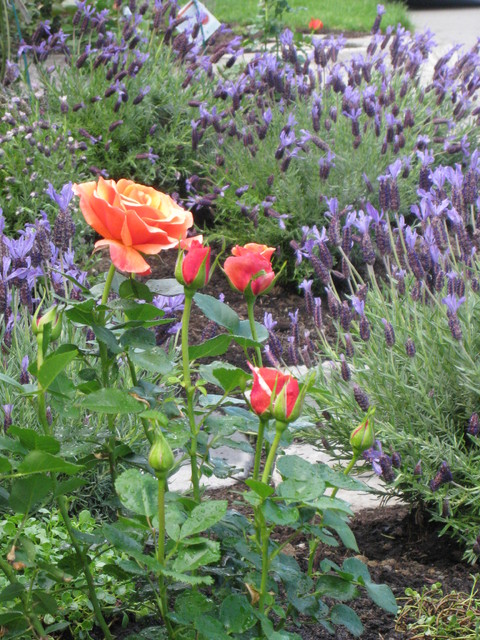 Laurelhurst Residential traditional-garden