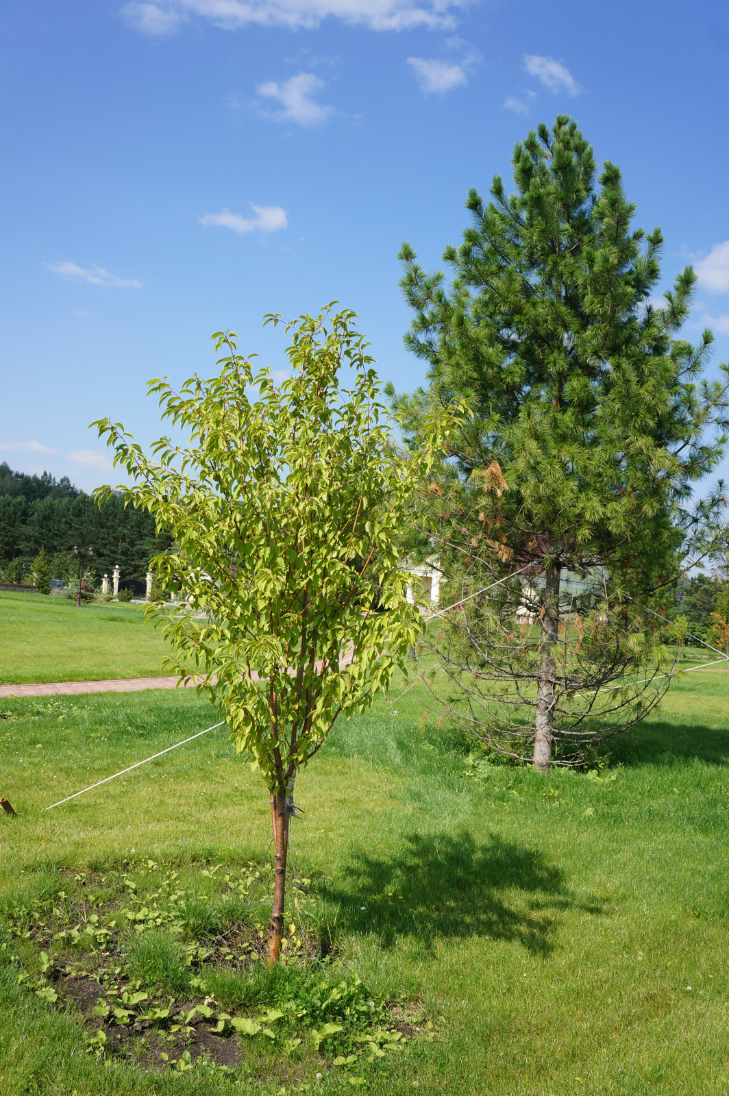 Ландшафтные работы  на частном объекте Георгиевская