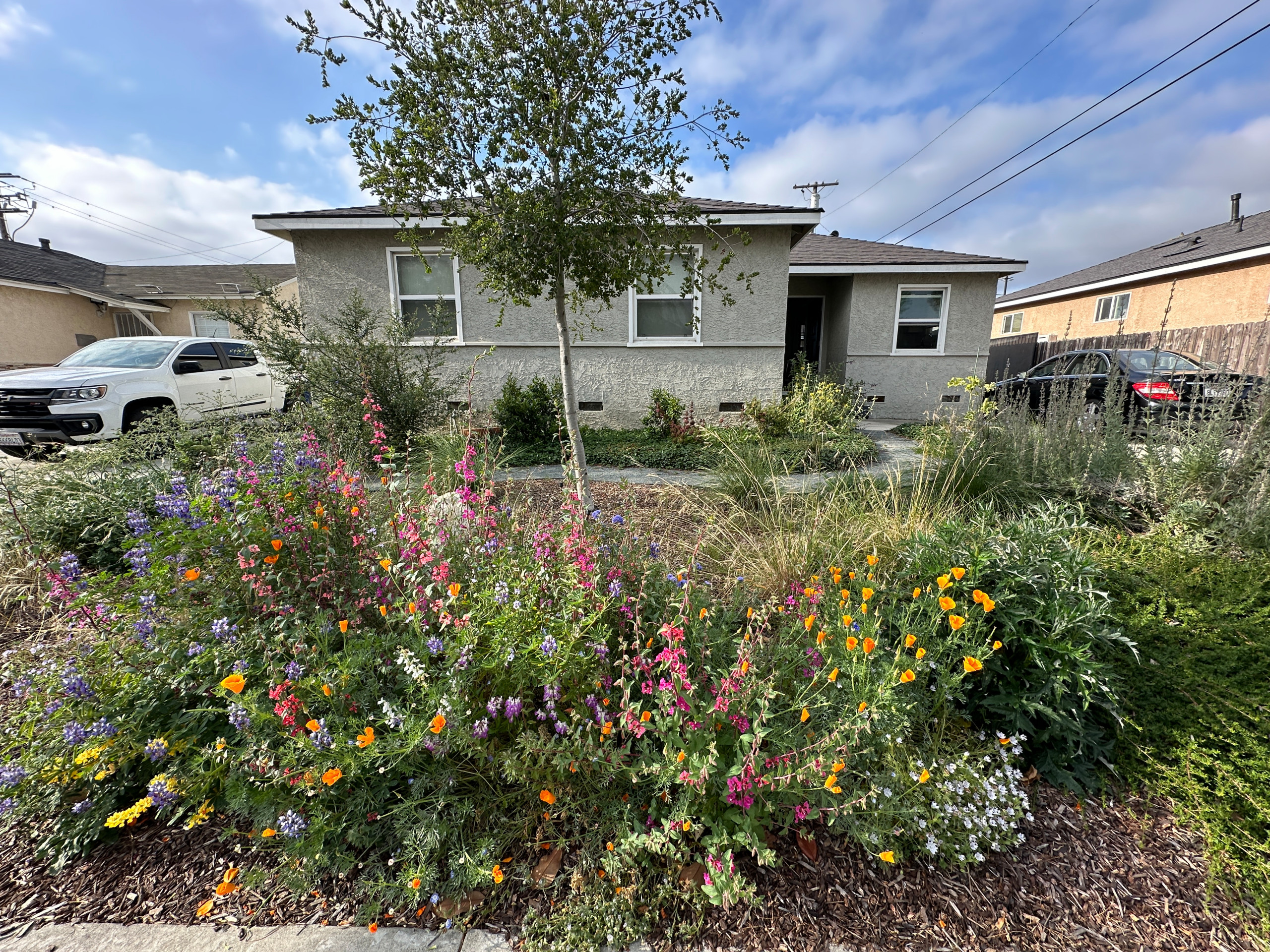 Food Forest & CA Native Plant Los Angeles Oasis