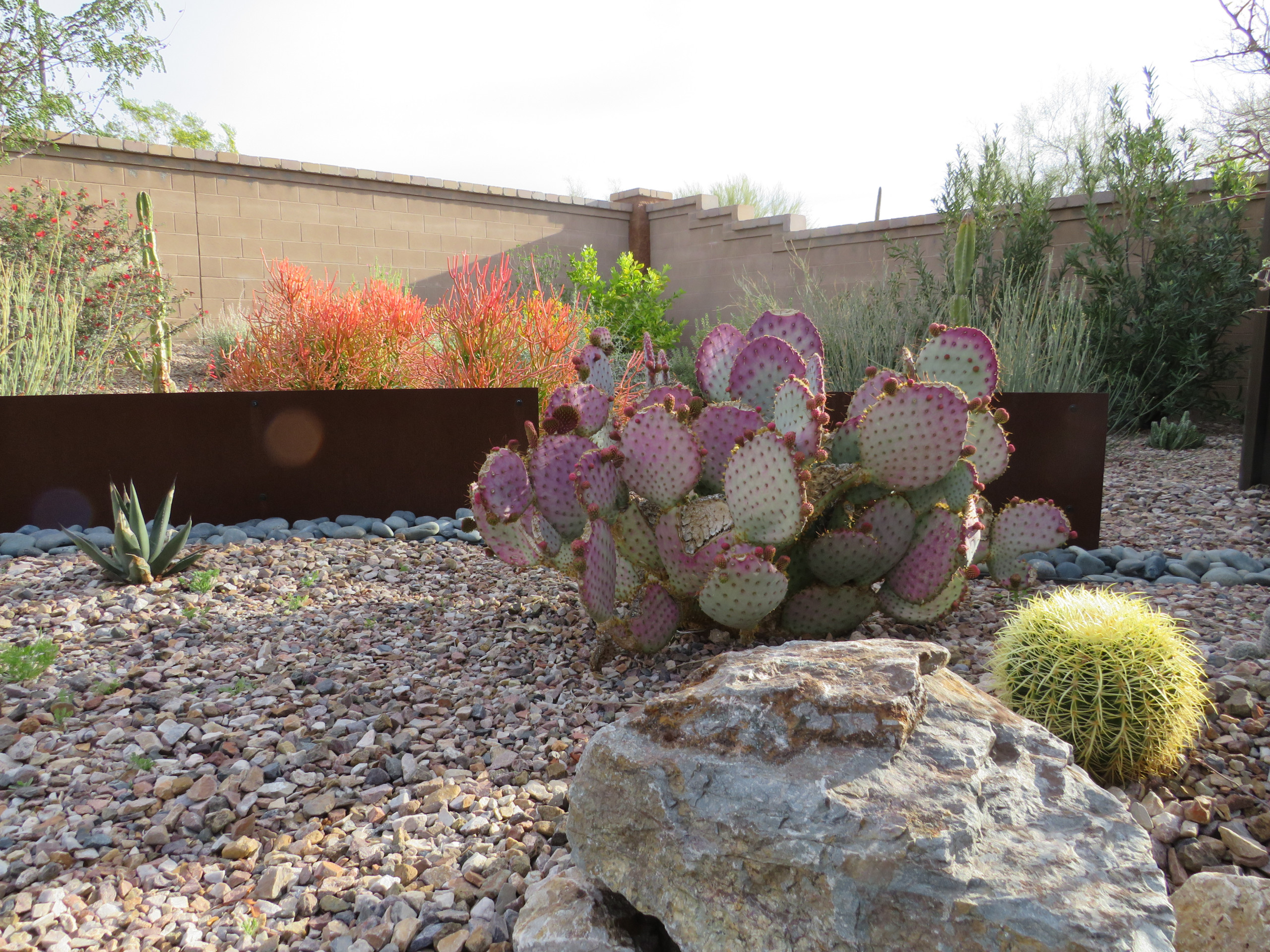 Southwestern Backyard Landscape - Mesa, AZ