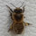 Last commented by wonderful bees