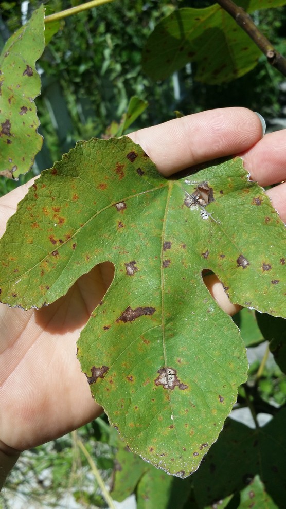 Fig Leaf Rust