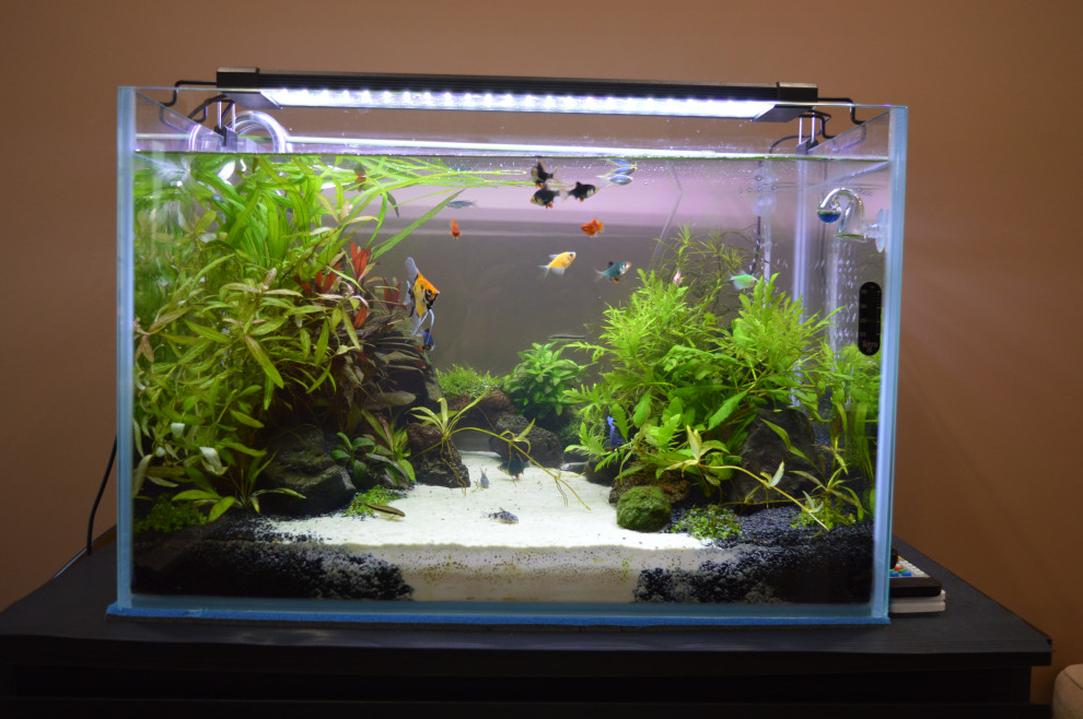 Аквариум (акваскейп) для гостиной