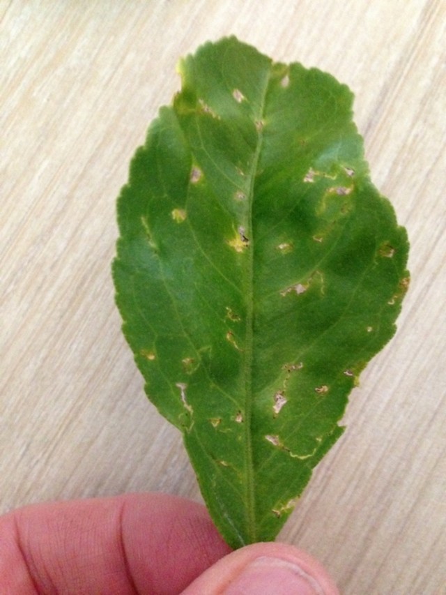 What's eating my Lemon and Lime leaves