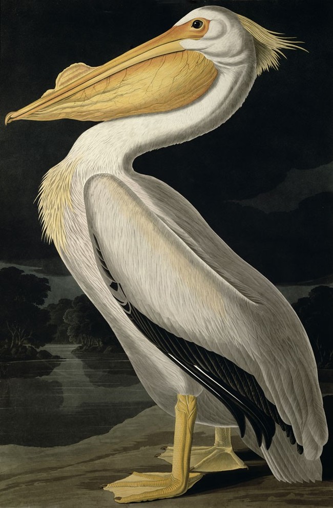 American White Pelican Painted Wall Mural, 24