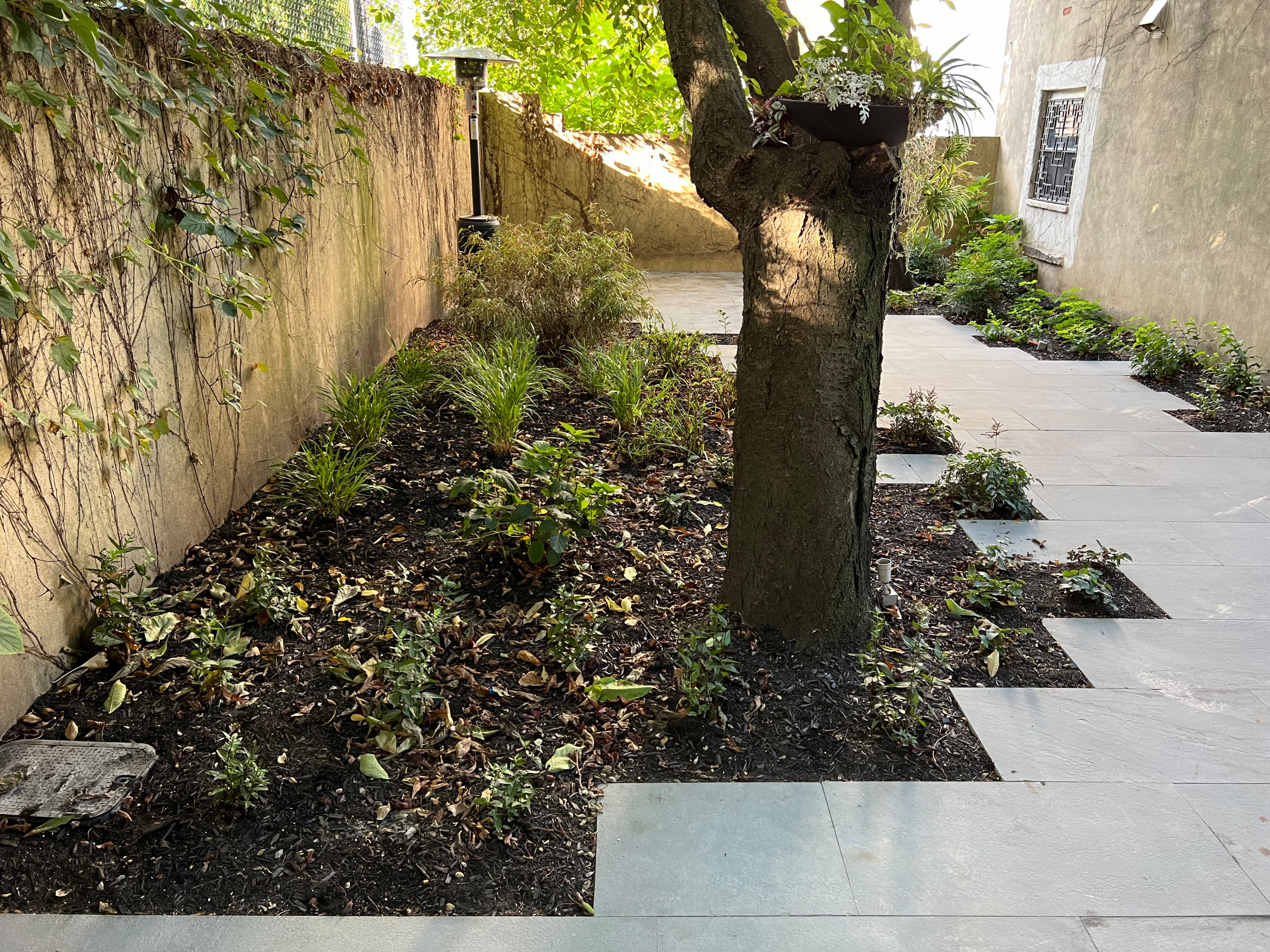 Modern Urban Shade Garden