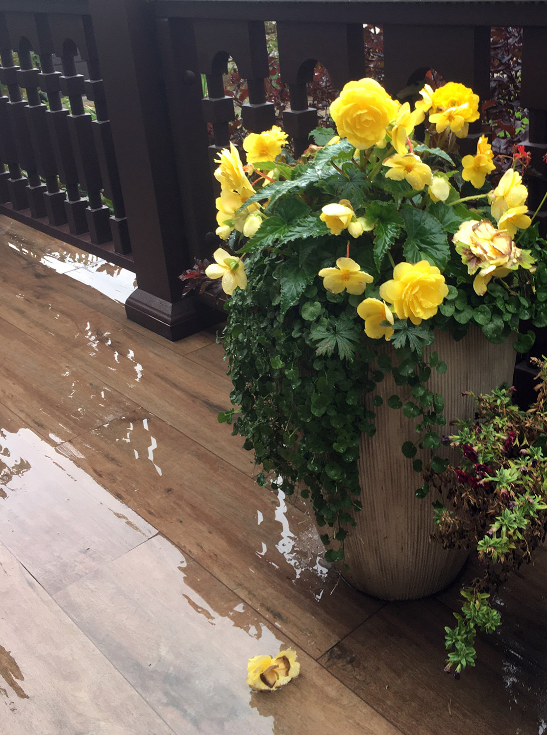 Коттеджный сад