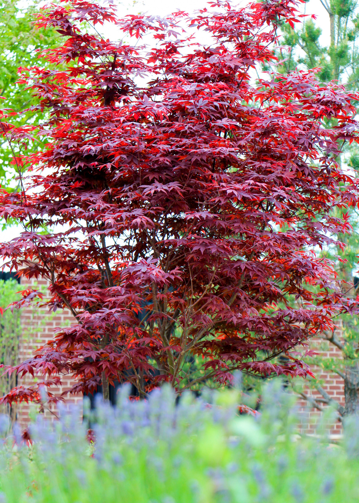 Горки-10, 2017-2020 г.г.