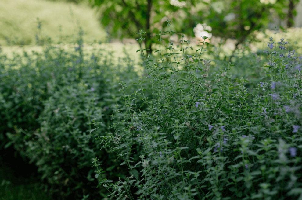 Брусландия