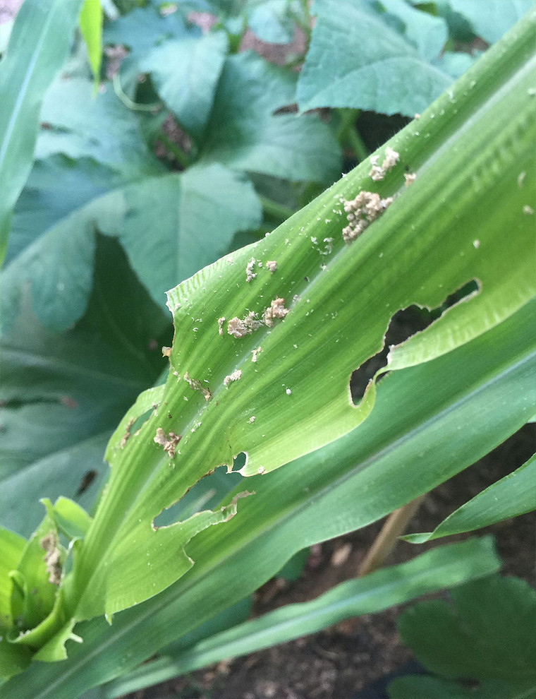 Corn pest, leaves chewed up and sandy looking stuff