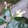Last commented by Cristina Massachusetts Zone 6a