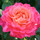 Heirloom Roses, Inc.