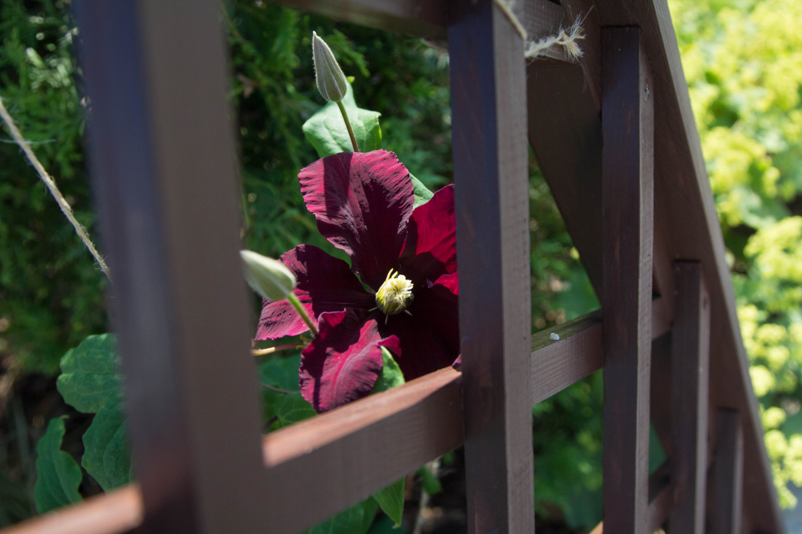 Деталь озеленения