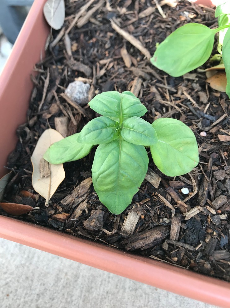 Droopy Sweet Basil Leaves