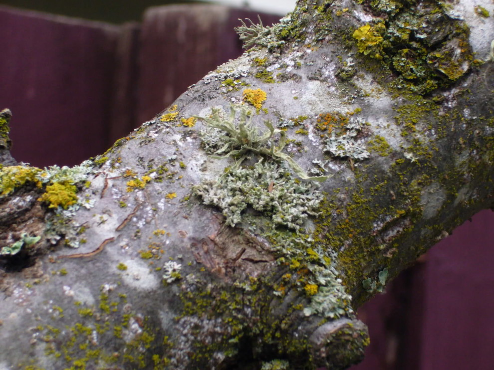 Please help ID algae / fungus problem on apple tree trunk