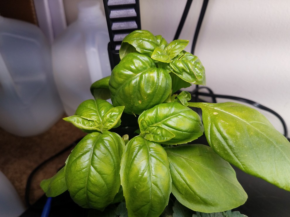 Basil leaves deformed and dark streaks on my cilantro