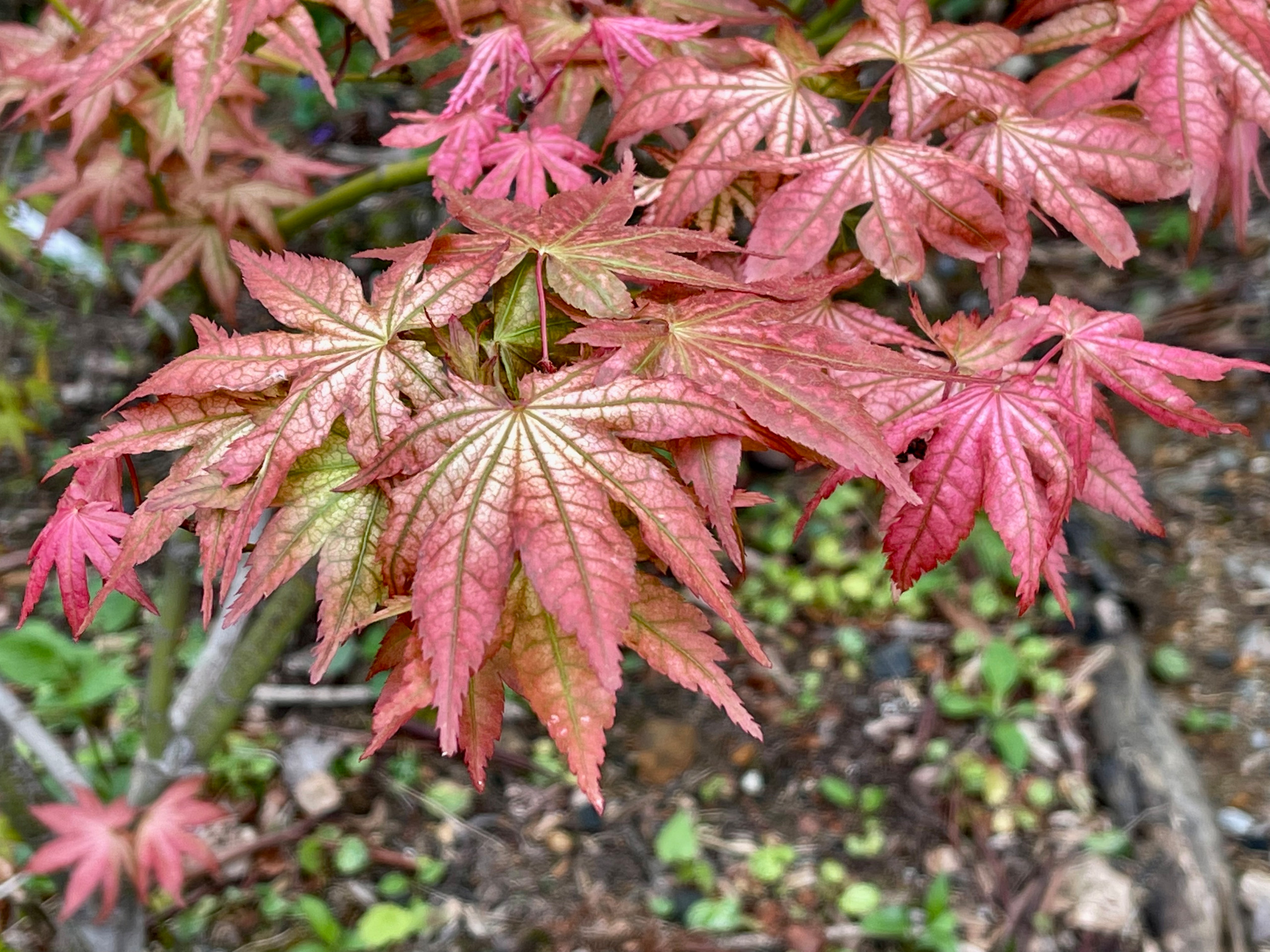 Acer palmatum 'Peaches and Cream'