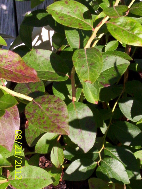 Reddish/brown spots on blueberry leaves.