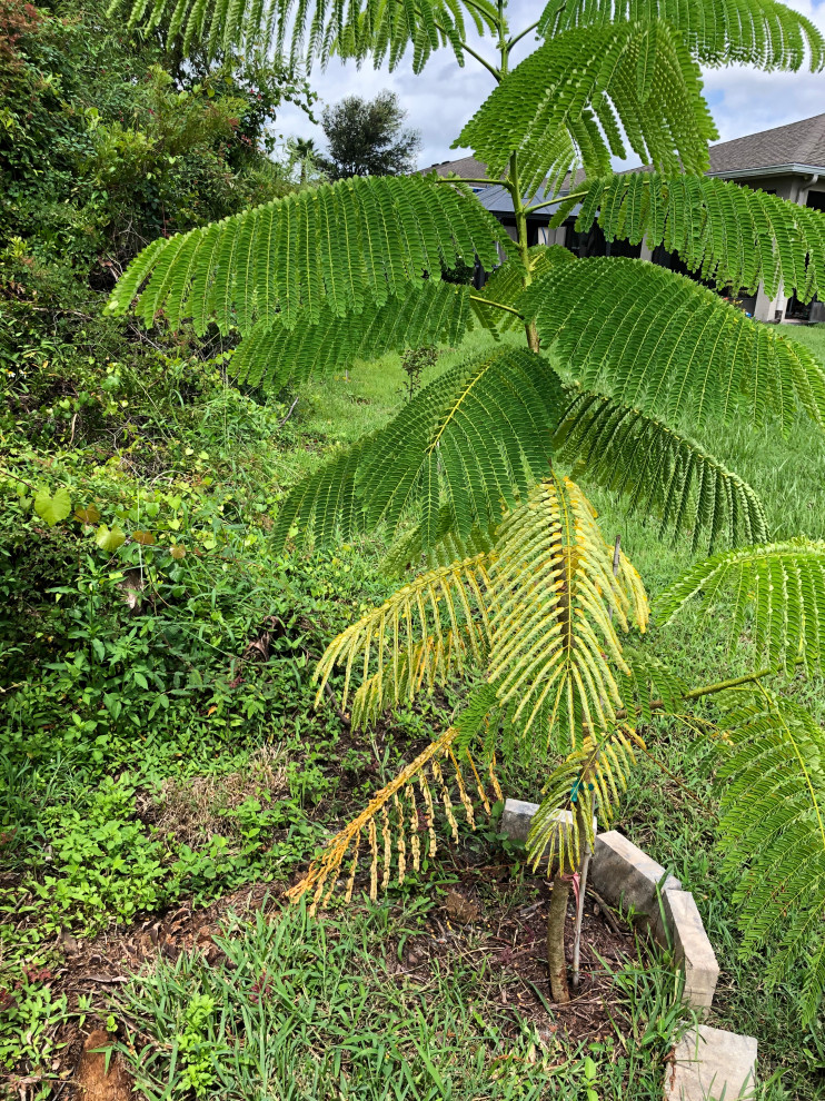 Young Royal Poinciana leaves turning yellow