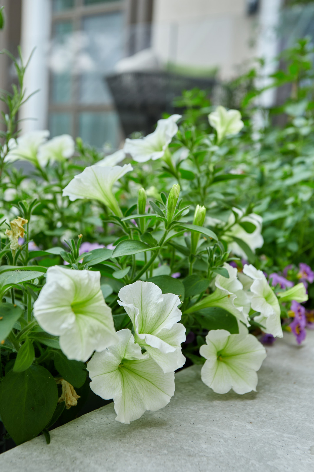 Проект "Современный сад"