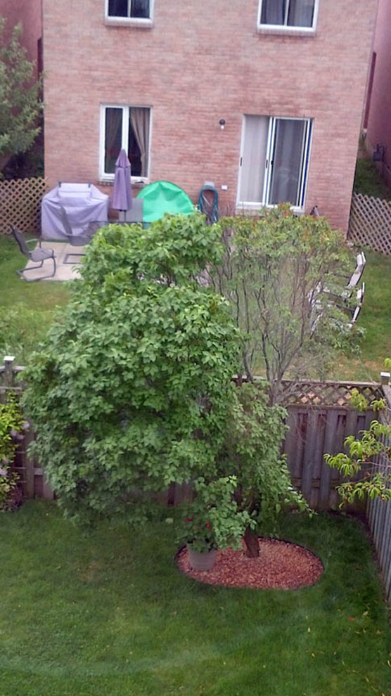 Lilac tree is it dying?