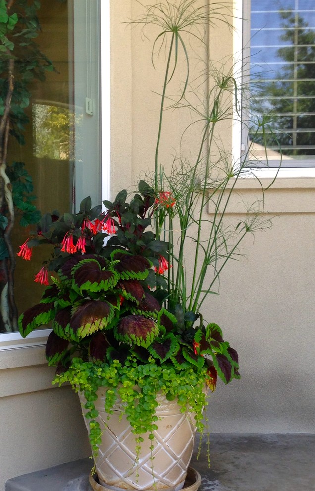 Small tropical courtyard patio in Boise with a container garden.
