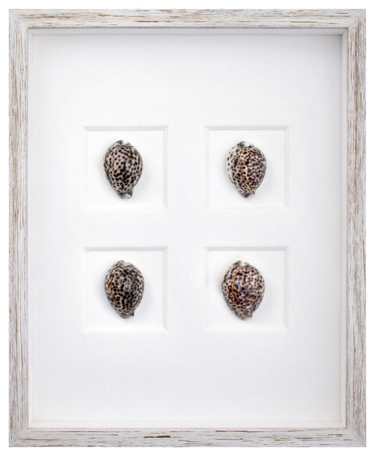 Tiger Cowrie Shell Shadowbox