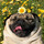 senddogpics
