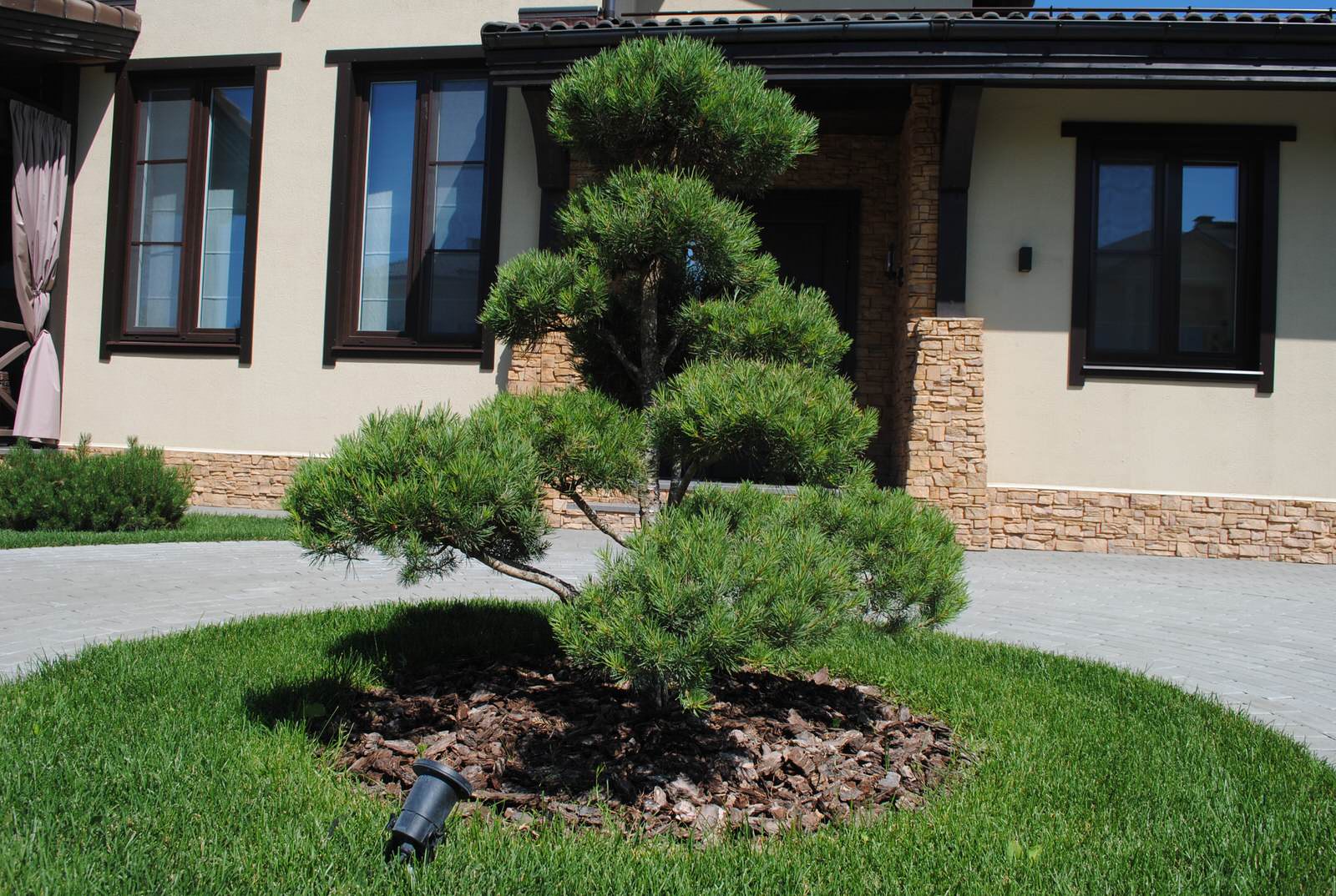 Сад с хвойными растениями