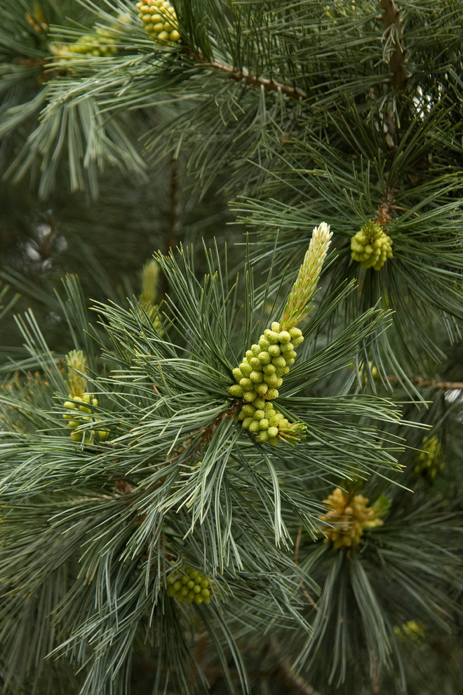 Vanderwolf's Pyramid Limber Pine