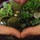 nika_plants_zone6b
